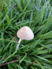 Panaeolus cyanescens