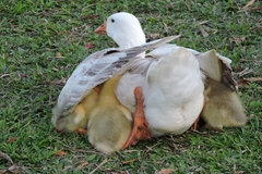 Anser anser domesticus