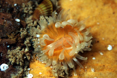 Anthothoe albocincta