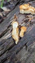 Pholiota adiposa