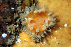 Anthothoe albocincta