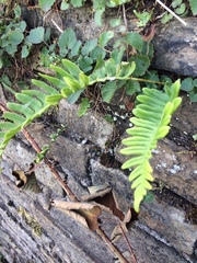 Polypodium vulgare