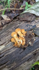 Pholiota adiposa