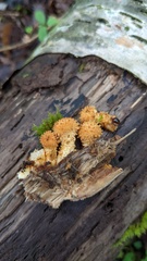Pholiota adiposa