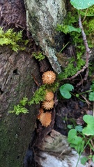 Pholiota adiposa