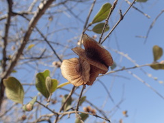 Combretum molle