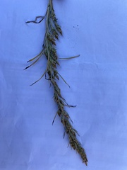 Omalotheca sylvatica