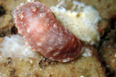 Goniobranchus epicurius