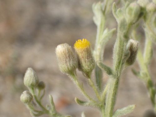 Galgera decurrens, photograph 1