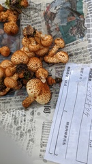 Pholiota adiposa