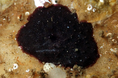 Chelonaplysilla violacea