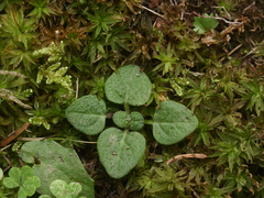 Prunella vulgaris