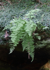 Cystopteris fragilis