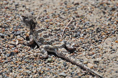 Phrynocephalus versicolor kulagini