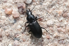 Pterostichus melanarius