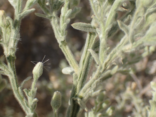 Galgera decurrens, photograph 4