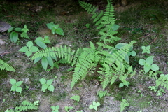 Cystopteris fragilis