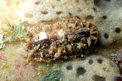 Acanthochitona pilsbryi