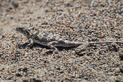 Phrynocephalus versicolor kulagini