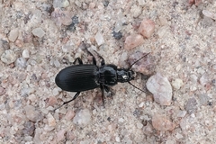 Pterostichus melanarius