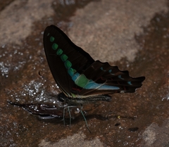Graphium teredon