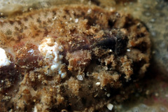 Acanthochitona pilsbryi