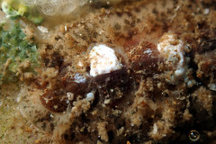 Acanthochitona pilsbryi