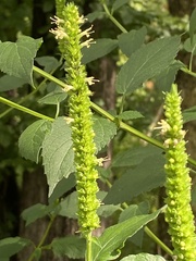 Agastache nepetoides