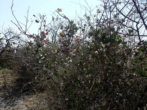 Image of Gossypium herbaceum by (c) Mahomed Desai, some rights reserved (CC BY)