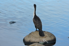 Phalacrocorax varius