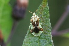 Phymata fasciata