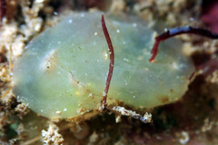 Phlebobranchia