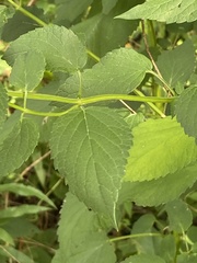Agastache nepetoides