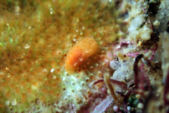 Paliolla cooki