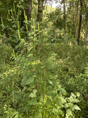 Agastache nepetoides