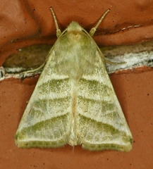 Chloridea subflexa