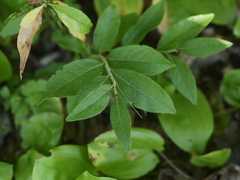 Vaccinium myrtilloides