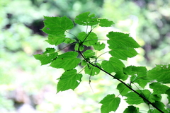 Acer spicatum