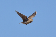 Alaudala heinei