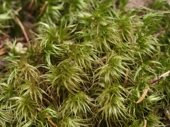 Dicranum polysetum