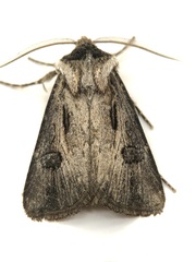 Agrotis venerabilis