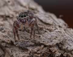 Phidippus insignarius
