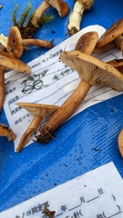 Lactarius quietus