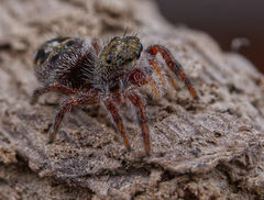 Phidippus insignarius
