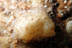 Pyuridae