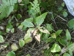 Lysimachia borealis
