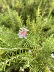 Pyrausta inornatalis