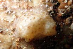 Pyuridae