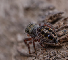 Phidippus insignarius