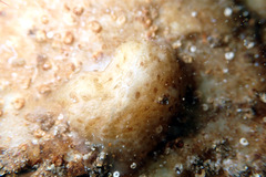 Pyuridae